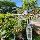 내미농박 이미지