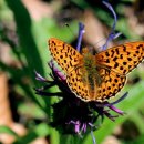 경산중앙초등학교 이미지