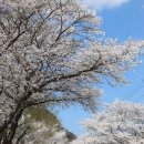 죽곡면 고치리 마을회관 | 곡성 석압선 드라이브길 벚꽃