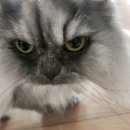 런던동물병원 이미지