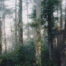 푸른나무 이미지