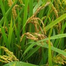 주간농사정보 제 31호 (2025.8.11.~8.17.) 이미지