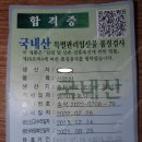 산양삼 묘삼(가을에 이식한 삼이 적응이 아주 좋습니다.) 이미지