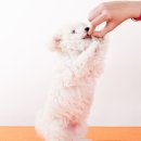 청춘애견 계룡점 이미지