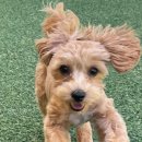 털로덮인 친구들 커먼그라운드점 이미지