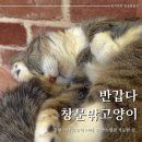 반갑다 창문밖 고양이 | 춘천 여행에 들린 이색 고양이카페, 반갑다창문밖고양이