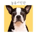 송탄사진관 강아지증명사진 신장동 <b>늘솜</b>사진관