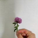 레드클로버 | 갱년기 영양제, 레드클로버 붉은토끼풀 효능 부작용