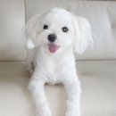 꼭지네집
