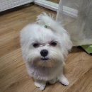 메이숑 이미지