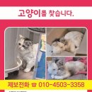 (고양이 실종신고) 단이를 애타게 찾고있어요! 이미지