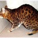 뱅갈냥이 이미지