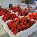 송이네농장 이미지