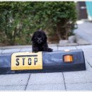 베이비몽 강아지분양 인천청라점 이미지