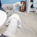 도기바스 이미지