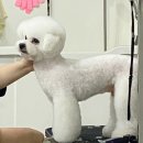 가장아름답개 이미지