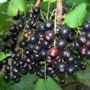 블랙커런트 [Black Currant ] 이미지