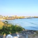 비밀의숲 | 함덕해수욕장 오드랑 베이커리 마농바게트 / 비밀의숲 애견동반 솔직후기 (비추)