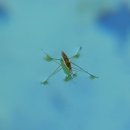 소금쟁이 이미지