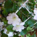 개울건너 이미지