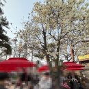 소나무집 | 위례 맛집 천년소나무 애견동반 가능한 야장 고기집 후기