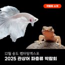 렙타일가든 | 2025 관상어 파충류 박람회 송도에서 만나는 12월 렙타일엑스포