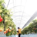 농업회사법인 한빛스마트팜 이미지