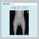 조양래동물병원 이미지