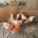 속리농원 이미지