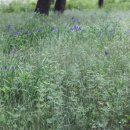 백두대간약초마을 이미지