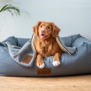 pet for you 이미지