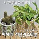 예쁜화분에 식물키우기 차차네 저면관수화분