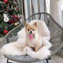 뽀송 애견미용 이미지