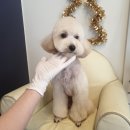 애견샵 컬리독 이미지