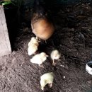 유황오리 이미지