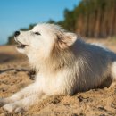 논현동물병원 이미지