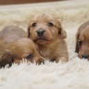 예빈켄넬 이미지