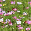 황룡친수공원 이미지