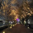 벚나무길 이미지