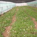 민들레농장 이미지