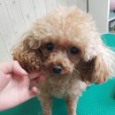 강변애견미용호텔 이미지