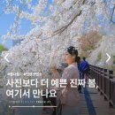 영산면사무소 | 봄나들이 어디 갈까? 연지못 수양벚꽃 지금이 피크!