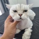 아꼬운냥 이미지