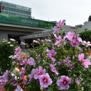 수원시청 이미지