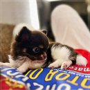 퍼피로그 강아지분양 진주점 | 퍼피로그 강아지분양 창원점에서 만나는 건강하고 귀여운 강아지