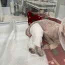 동물병원 더 메이 이미지