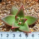 별따오기 이미지