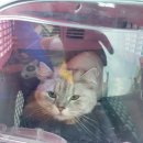 블링블링펫 이미지