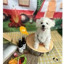 모여라댕댕이 이미지