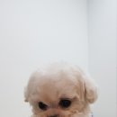 예쁜강아지 이미지